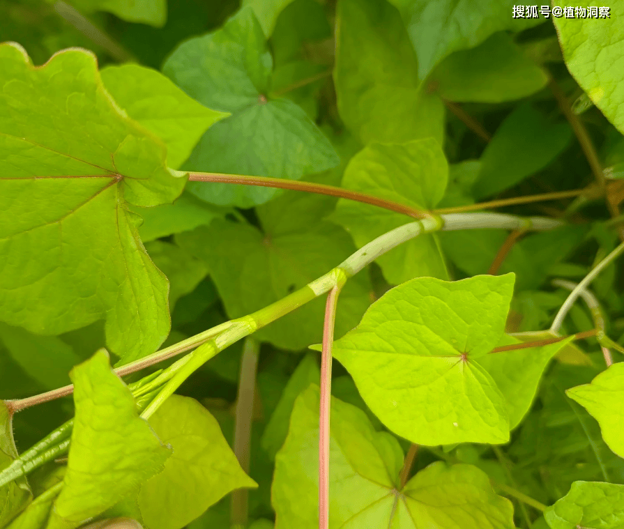 30年前用来喂猪<strong></p>
<p>挖金虚拟币</strong>,如今已成保护植物,俗称金荞麦,遇到农民朋友切勿乱挖!