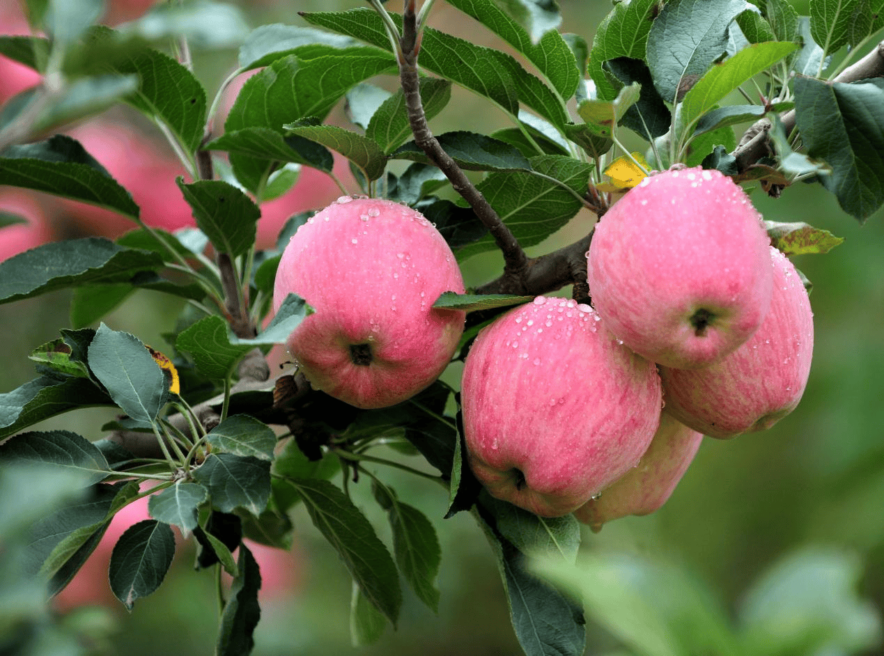 “含糖量”极高<strong></p>
<p>市场虚拟币</strong>！解锁“北方水果公园”山西万荣的甜蜜