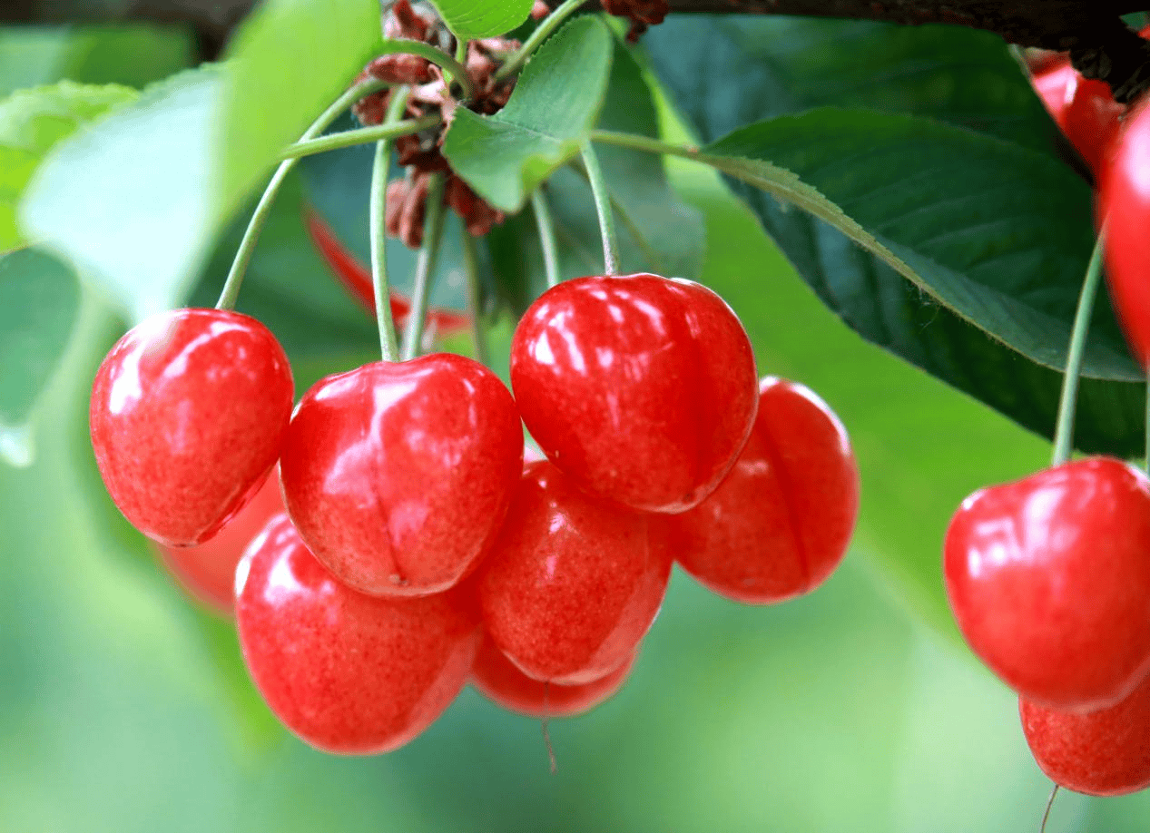 “含糖量”极高<strong></p>
<p>市场虚拟币</strong>！解锁“北方水果公园”山西万荣的甜蜜