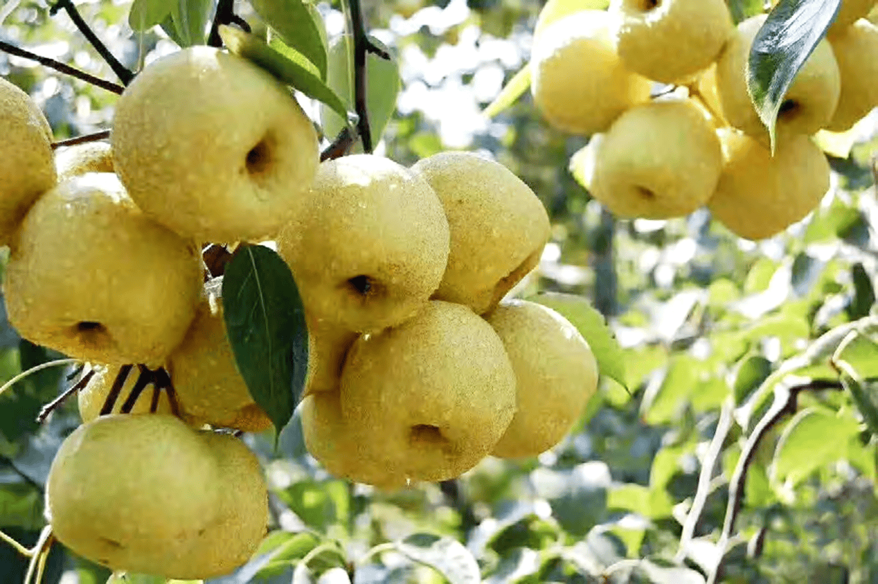 “含糖量”极高<strong></p>
<p>市场虚拟币</strong>！解锁“北方水果公园”山西万荣的甜蜜