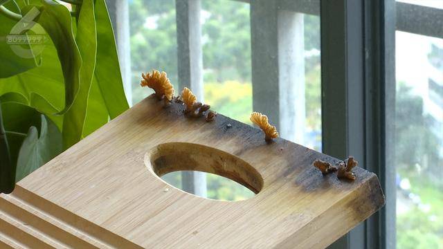 “可以蒸蛋”！昆明一女子家中搓衣板上长菌<strong></p>
<p>沉迷虚拟币</strong>，品种竟是……