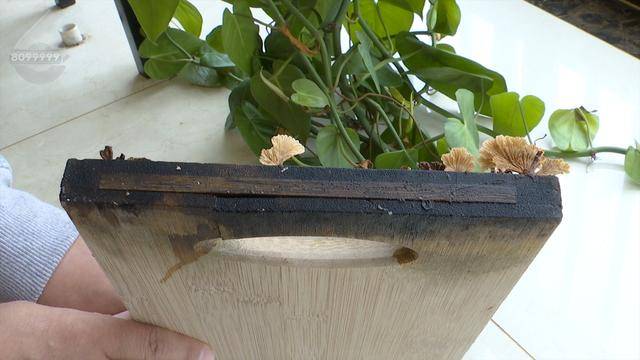 “可以蒸蛋”！昆明一女子家中搓衣板上长菌<strong></p>
<p>沉迷虚拟币</strong>，品种竟是……