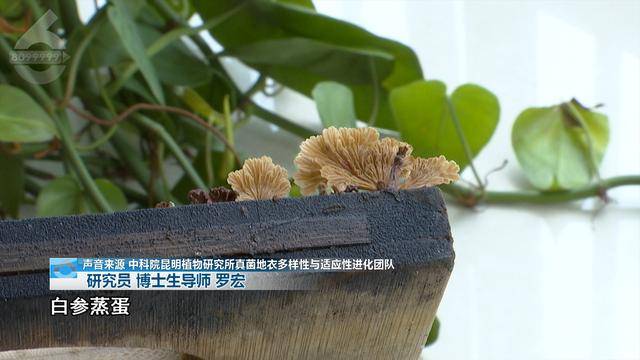 “可以蒸蛋”！昆明一女子家中搓衣板上长菌<strong></p>
<p>沉迷虚拟币</strong>，品种竟是……