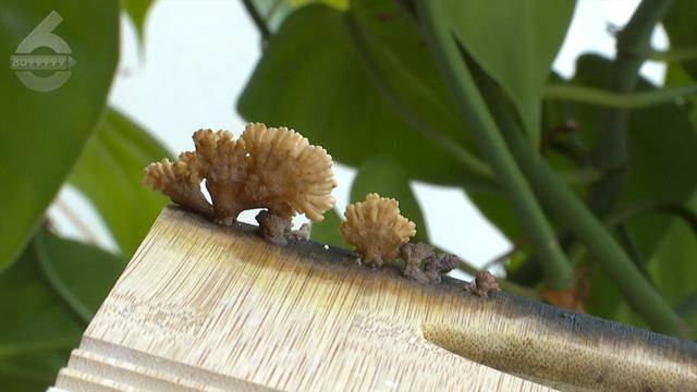 “可以蒸蛋”！昆明一女子家中搓衣板上长菌<strong></p>
<p>沉迷虚拟币</strong>，品种竟是……