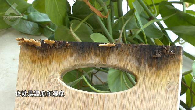 “可以蒸蛋”！昆明一女子家中搓衣板上长菌<strong></p>
<p>沉迷虚拟币</strong>，品种竟是……
