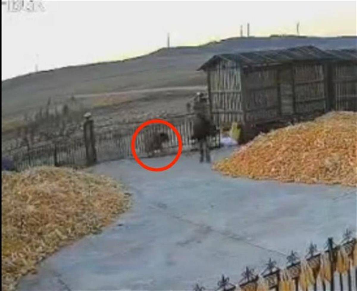 黑龙江一地疑出现老虎进村顶撞农户院门<strong></p>
<p>邵阳虚拟币</strong>，村民关门躲家中，多部门到场处置