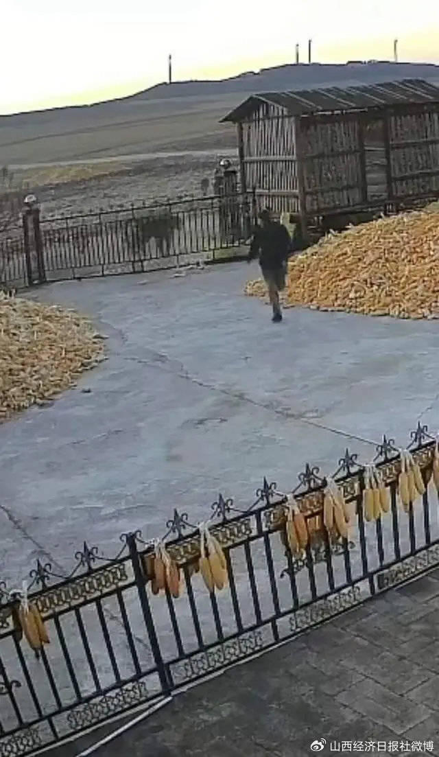 突发<strong></p>
<p>盐城虚拟币</strong>！老虎进村咬伤村民！家属：有两只！最新消息→