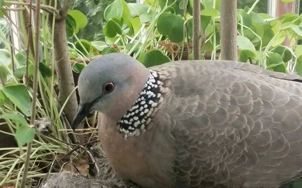 “戴珍珠项链”小鸟又现佛山街头<strong></p>
<p>盐城虚拟币</strong>！警方重要提醒