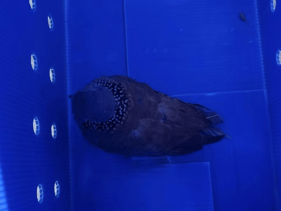 “戴珍珠项链”小鸟又现佛山街头<strong></p>
<p>盐城虚拟币</strong>！警方重要提醒