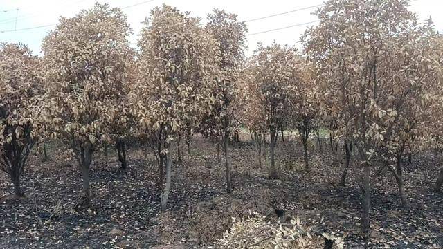 群众近千棵桂花树被烧死<strong></p>
<p>水果虚拟币</strong>,为何不立案?驻马店回应