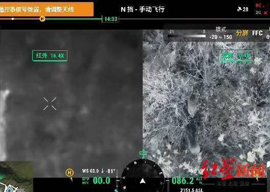 揭秘“野猪猎捕队”丨海拔3000米高山密林<strong></p>
<p>虚拟牛莱币</strong>,记者跟队直击猎捕野猪全过程