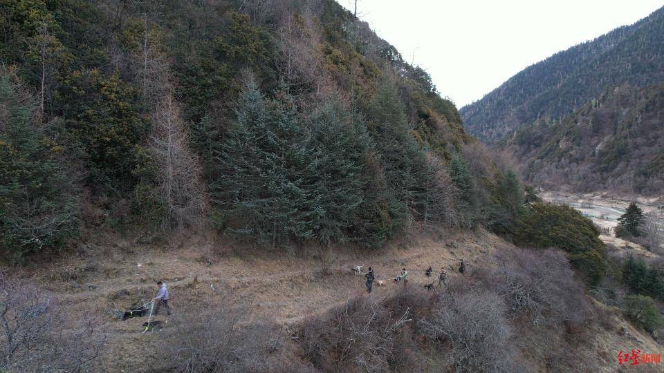 揭秘“野猪猎捕队”丨海拔3000米高山密林<strong></p>
<p>虚拟牛莱币</strong>,记者跟队直击猎捕野猪全过程