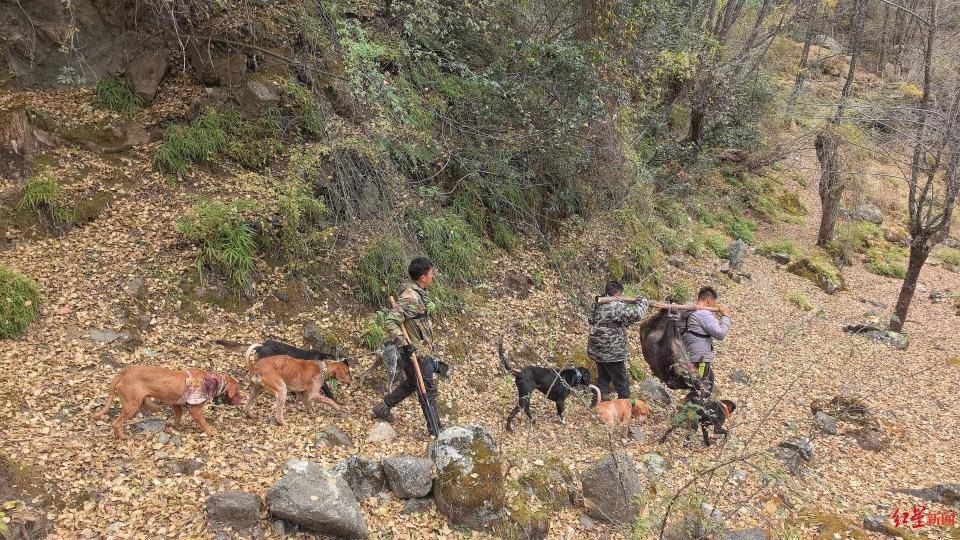 揭秘“野猪猎捕队”丨海拔3000米高山密林<strong></p>
<p>虚拟牛莱币</strong>,记者跟队直击猎捕野猪全过程