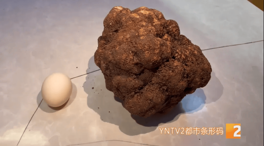 昆明一村民挖到1.7公斤超大松露<strong></p>
<p>虚拟牛莱币</strong>！“看都看不够”