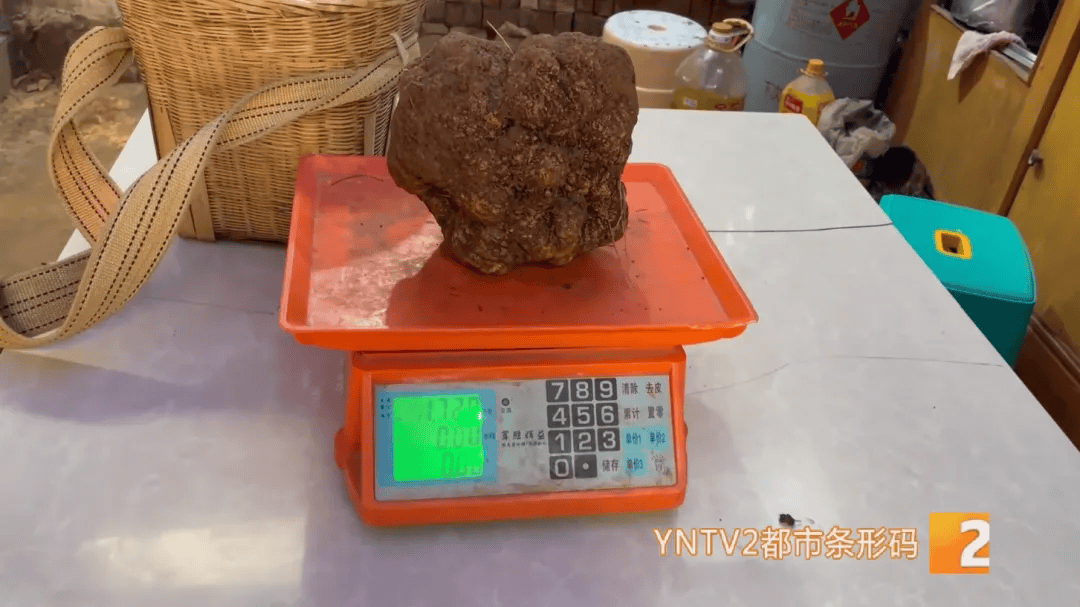 昆明一村民挖到1.7公斤超大松露<strong></p>
<p>虚拟牛莱币</strong>！“看都看不够”