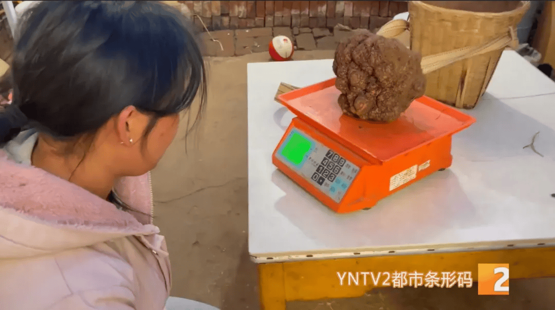 昆明一村民挖到1.7公斤超大松露<strong></p>
<p>虚拟牛莱币</strong>！“看都看不够”