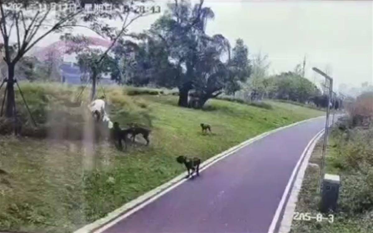母女散步遭4条大型犬撕咬:狗主人系当地一工程老板 已被采取强制措施