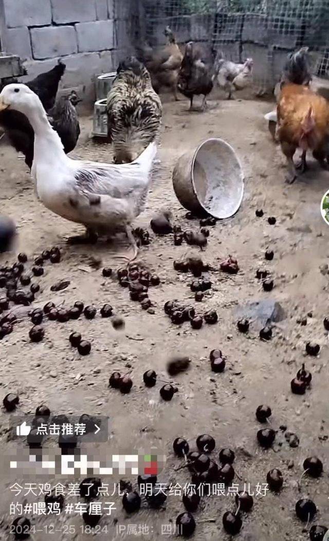 车厘子喂鸡惹争议 四川汉源果农回应：旧视频<strong></p>
<p>替买虚拟币</strong>，喂鸡的是“次果”