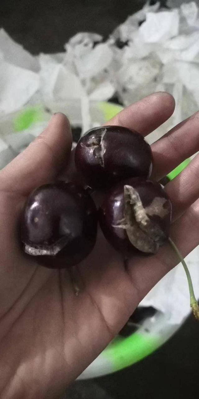 车厘子喂鸡惹争议 四川汉源果农回应：旧视频<strong></p>
<p>替买虚拟币</strong>，喂鸡的是“次果”