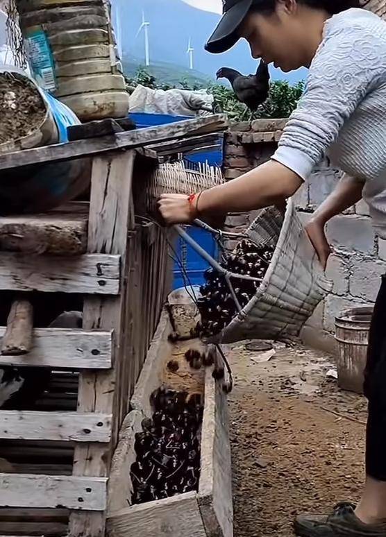 车厘子喂鸡惹争议 四川汉源果农回应：旧视频<strong></p>
<p>替买虚拟币</strong>，喂鸡的是“次果”