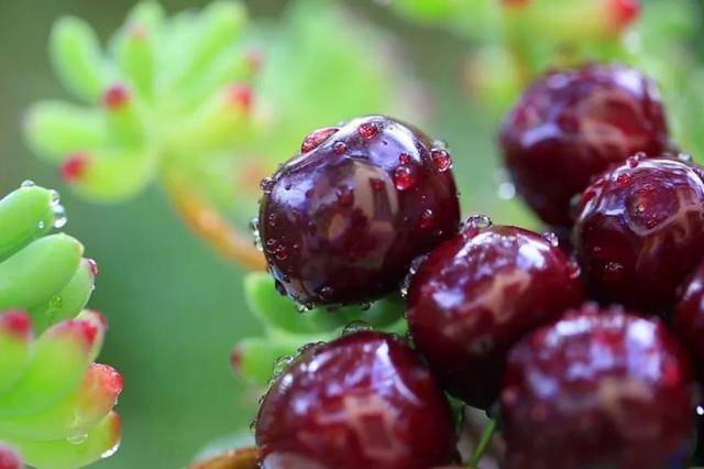 车厘子喂鸡惹争议 四川汉源果农回应：旧视频<strong></p>
<p>替买虚拟币</strong>，喂鸡的是“次果”