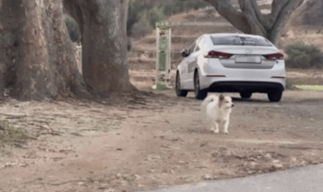 韩国空难机长最后动作曝光<strong></p>
<p>周川虚拟币</strong>,“他可能一直紧握操纵杆坚持到了最后”!涉嫌职务过失致死,涉事航司高管被禁止出国!调查中飞机残骸再次起火