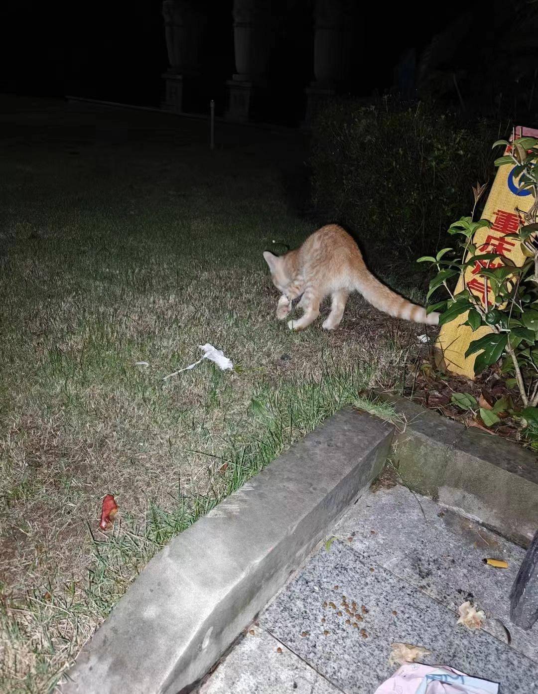 重庆一小区物业大规模投毒捕杀流浪猫？物业回应：通知表述欠缺考虑<strong></p>
<p>虚拟币牛人</strong>，已撤回