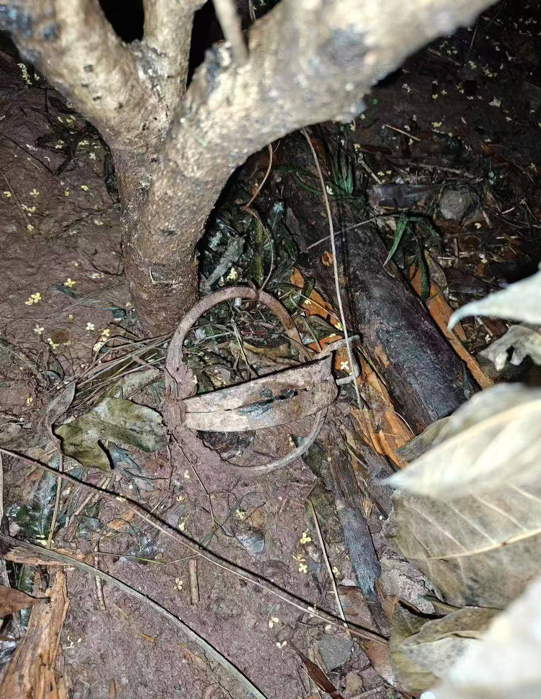 重庆一小区物业大规模投毒捕杀流浪猫？物业回应：通知表述欠缺考虑<strong></p>
<p>虚拟币牛人</strong>，已撤回