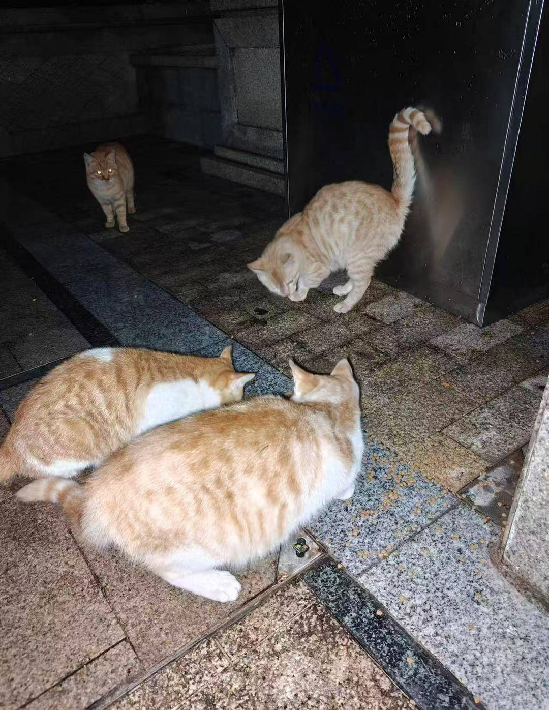 重庆一小区物业大规模投毒捕杀流浪猫？物业回应：通知表述欠缺考虑<strong></p>
<p>虚拟币牛人</strong>，已撤回