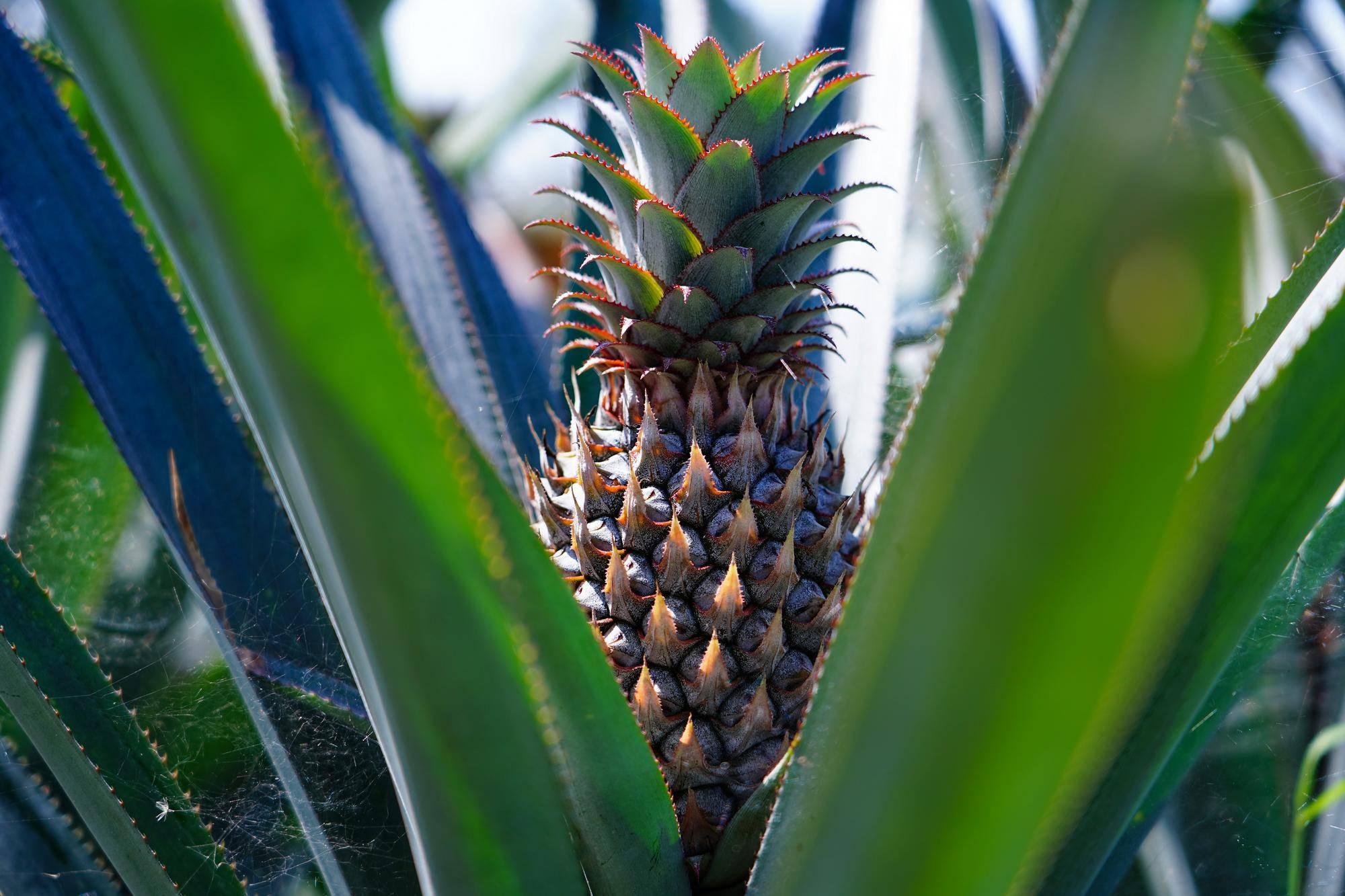 列国鉴·斯里兰卡丨记者观察:新总统访华<strong></p>
<p>虚拟币cz</strong>,斯里兰卡冀斯中关系取得新进展