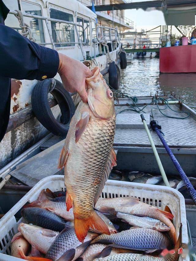 一船电走500多斤长江野生鱼<strong></p>
<p>虚拟币口子</strong>，渔政雾夜收网