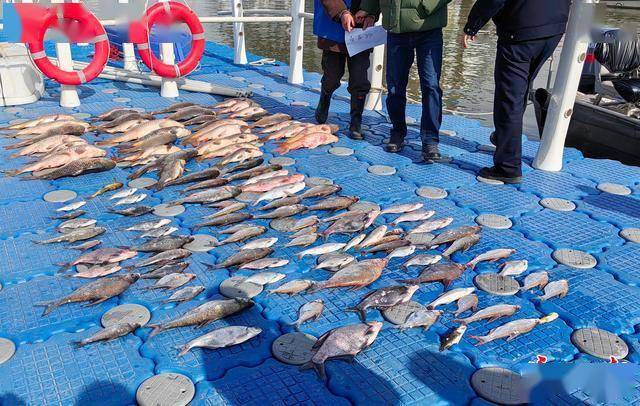 一船电走500多斤长江野生鱼<strong></p>
<p>虚拟币口子</strong>，渔政雾夜收网