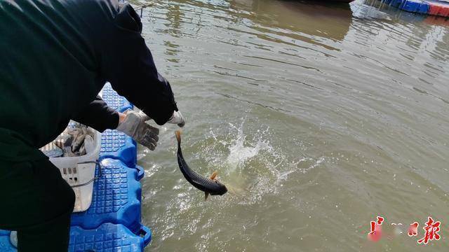 一船电走500多斤长江野生鱼<strong></p>
<p>虚拟币口子</strong>，渔政雾夜收网