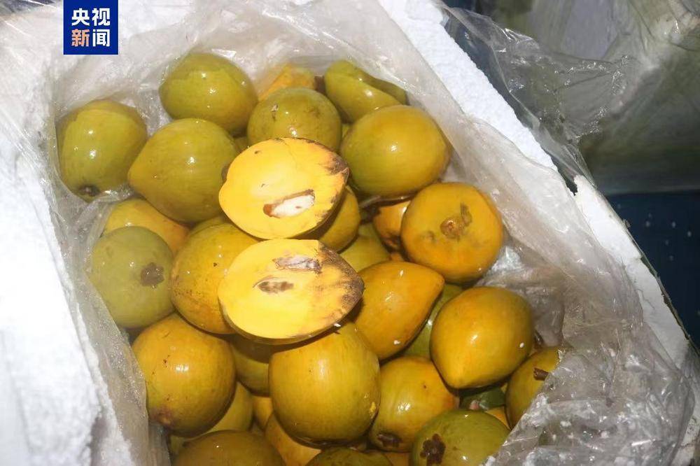 共计4.13吨<strong></p>
<p>虚拟币</strong>!广西北海海警查获一起涉嫌走私水果案