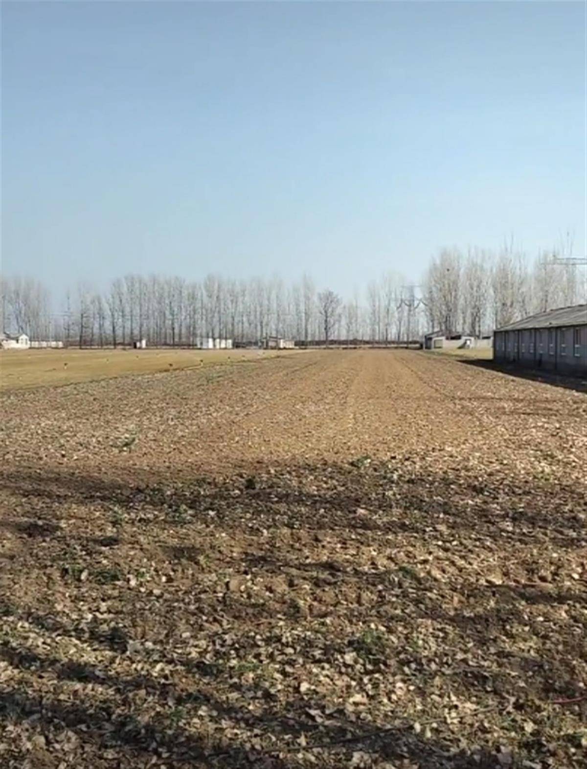 焦作20亩小麦青苗凌晨被毁<strong></p>
<p>虚拟sd币</strong>，两名肇事者丢下拖拉机逃跑，警方：案件正处理