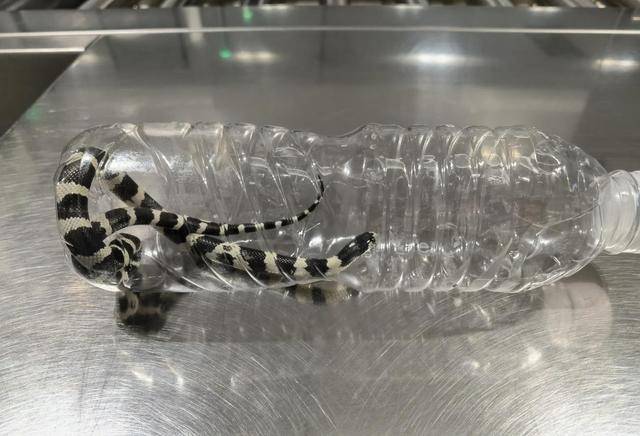 毛骨悚然<strong></p>
<p>虚拟币im</strong>,口袋内突然探出蛇头,杭州机场一女孩携带活蛇过安检