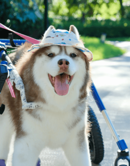 3000万只宠物的养老<strong></p>
<p>交易虚拟币平台</strong>，难倒了年轻人