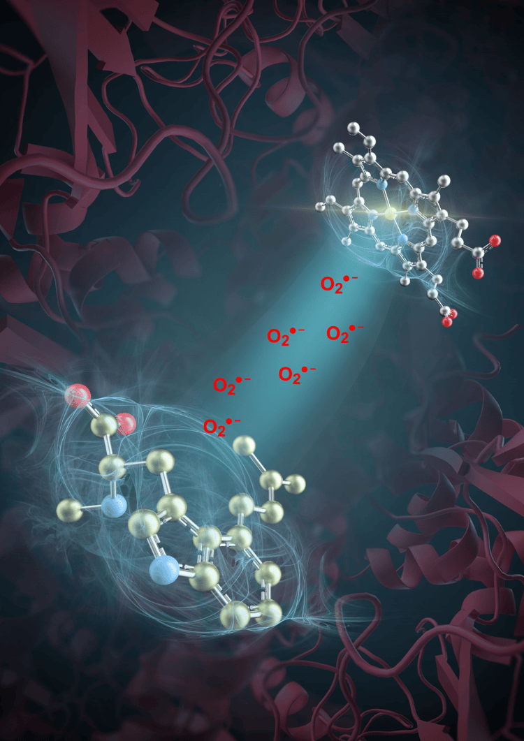 突破性进展<strong></p>
<p>虚拟币的交易平台</strong>！我国科学家发现活性氧超氧阴离子是药物分子合成催化剂