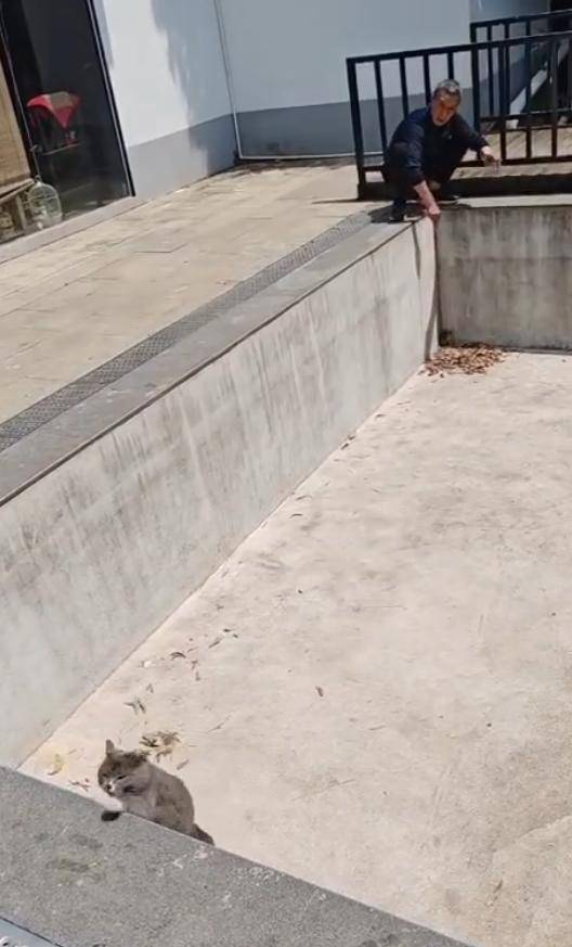 老鼠掉进泳池<strong></p>
<p>传销虚拟币</strong>,广东大叔出动鸡猫狗团队,结果全被老鼠吓跑!网友坐不住纷纷晒战绩