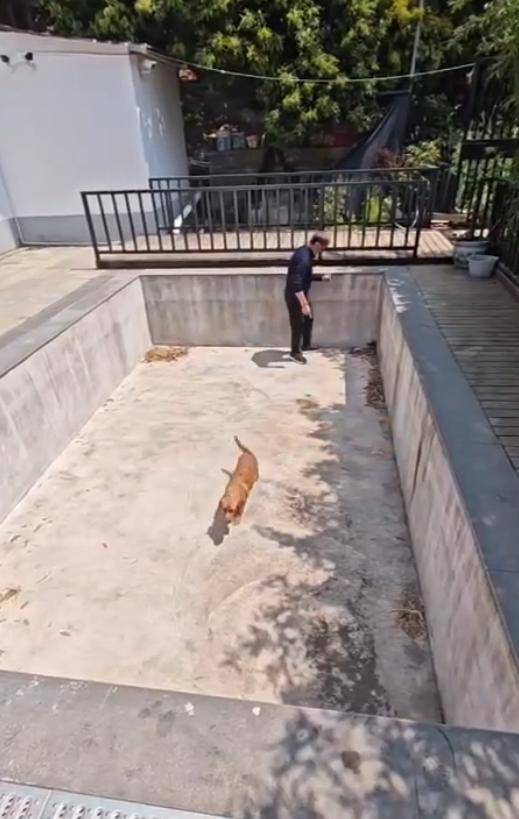 老鼠掉进泳池<strong></p>
<p>传销虚拟币</strong>,广东大叔出动鸡猫狗团队,结果全被老鼠吓跑!网友坐不住纷纷晒战绩