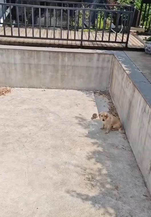 老鼠掉进泳池<strong></p>
<p>传销虚拟币</strong>,广东大叔出动鸡猫狗团队,结果全被老鼠吓跑!网友坐不住纷纷晒战绩