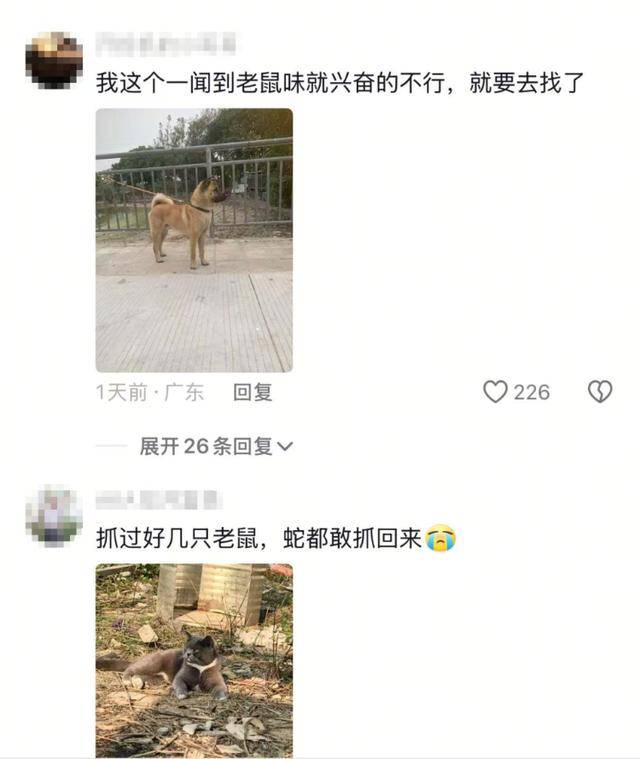 老鼠掉进泳池<strong></p>
<p>传销虚拟币</strong>,广东大叔出动鸡猫狗团队,结果全被老鼠吓跑!网友坐不住纷纷晒战绩