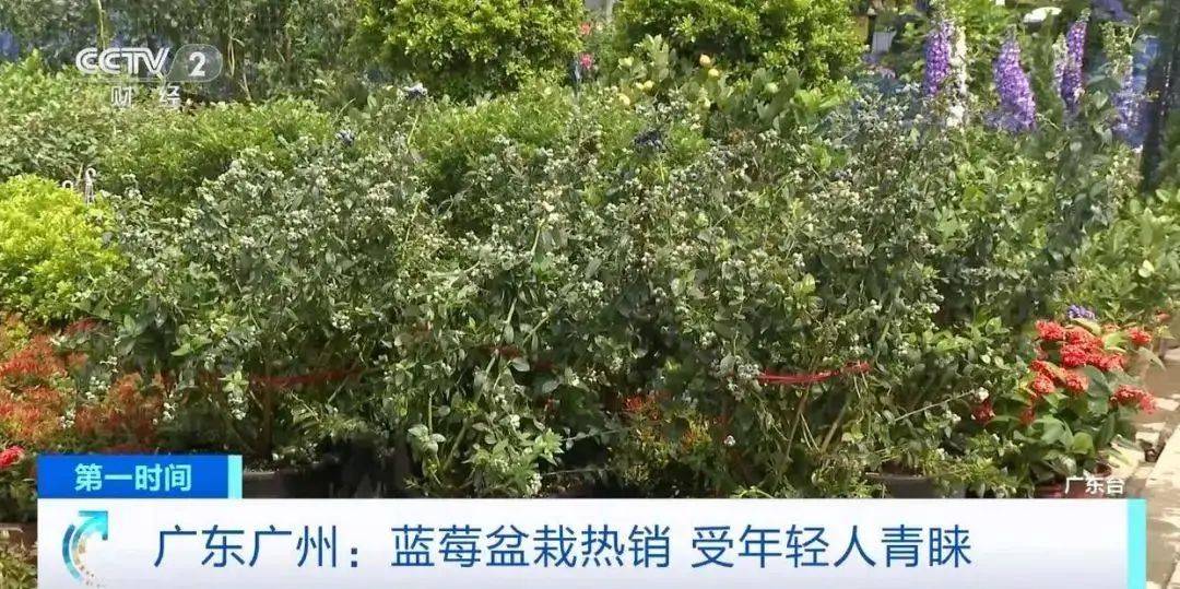 大降价<strong></p>
<p>虚拟币挖矿</strong>！从100多元一斤到9.9元一盒