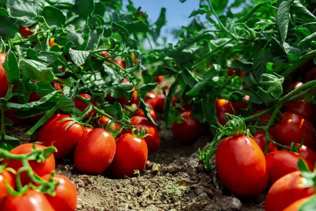 从一颗小番茄开始<strong></p>
<p>虚拟币挖矿</strong>,这个巨头正在重塑餐饮供应链逻辑