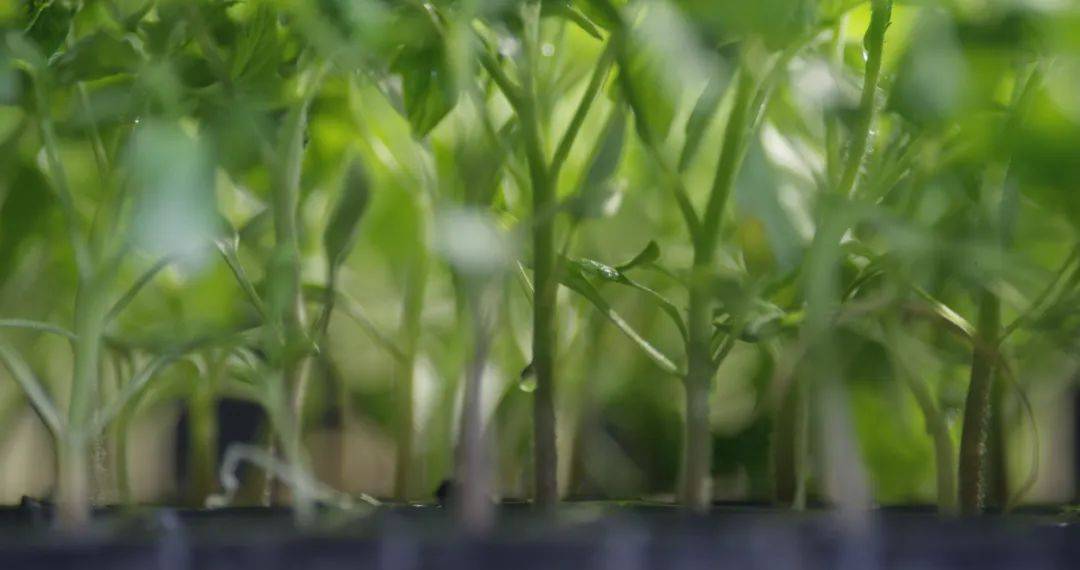 从一颗小番茄开始<strong></p>
<p>虚拟币挖矿</strong>,这个巨头正在重塑餐饮供应链逻辑