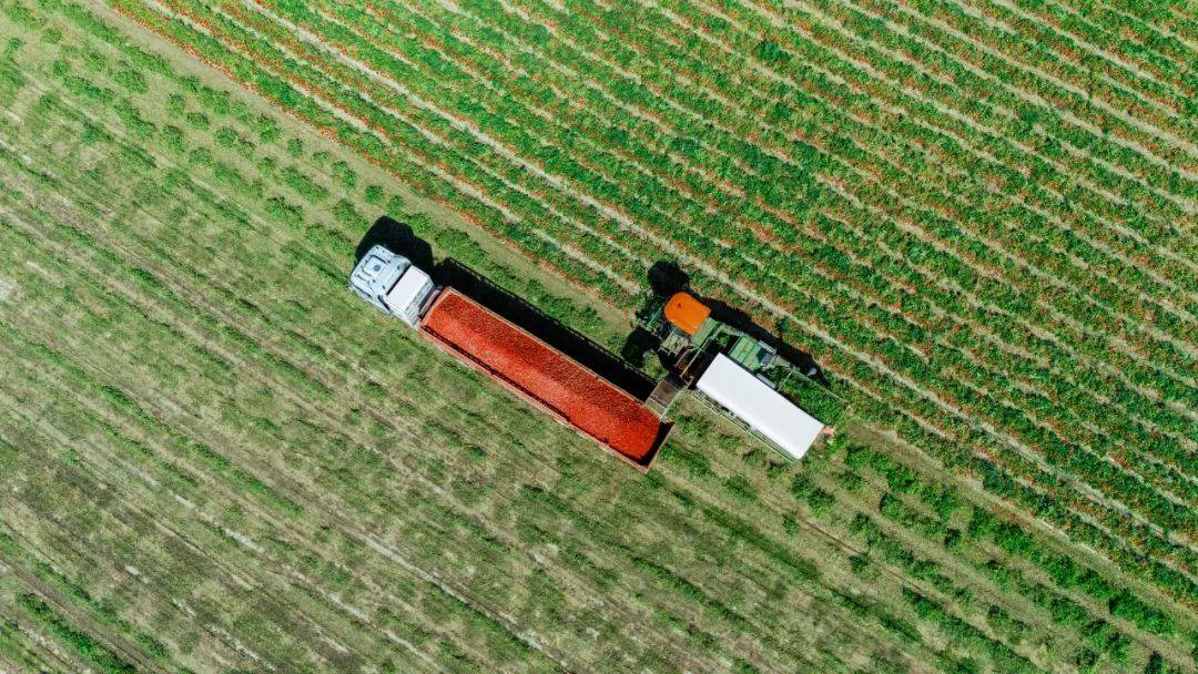 从一颗小番茄开始<strong></p>
<p>虚拟币挖矿</strong>,这个巨头正在重塑餐饮供应链逻辑