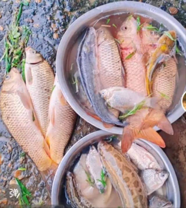 鄱阳湖退水大量鱼搁浅<strong></p>
<p>虚拟币币行情</strong>，附近村民提盆捡鱼，渔政：不建议捡，禁止买卖