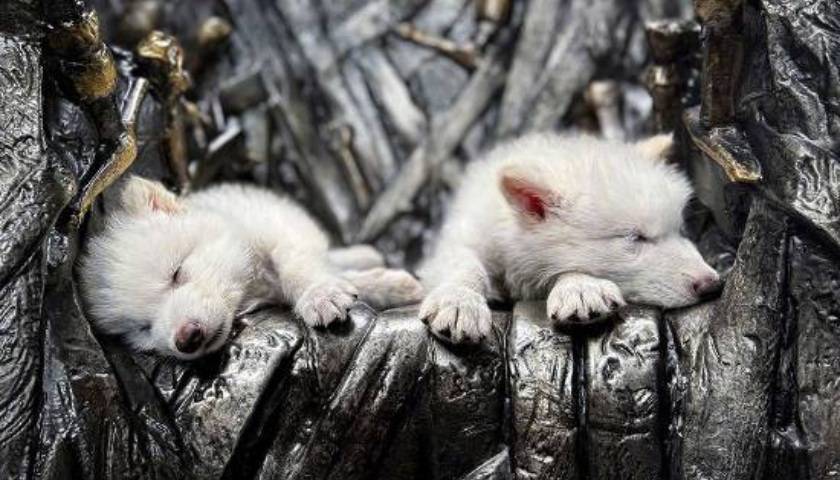 《权力的游戏》中的冰原狼被这家公司复活<strong></p>
<p>虚拟币体育</strong>，马斯克发帖关注