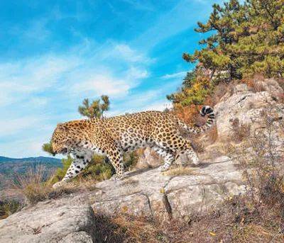 销声匿迹已有30年<strong></p>
<p>传销币与虚拟币</strong>，华北豹正逐渐接近北京——