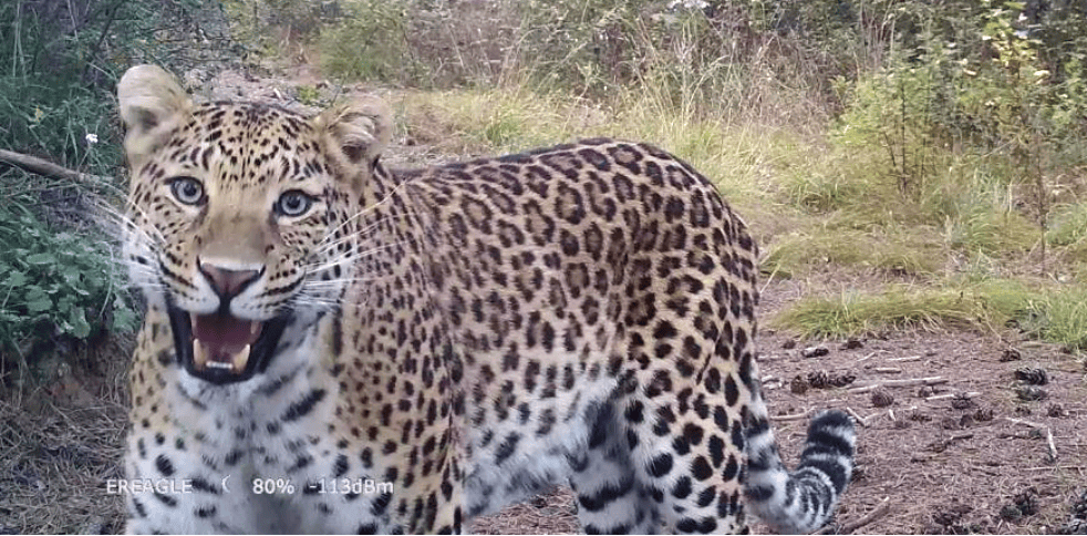 销声匿迹已有30年<strong></p>
<p>传销币与虚拟币</strong>，华北豹正逐渐接近北京——